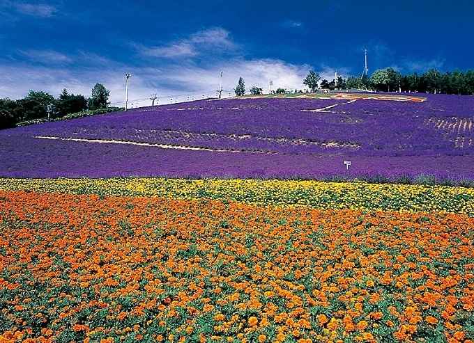 cánh đồng hoa lavender nổi tiếng nhật bản tugo.com.vn