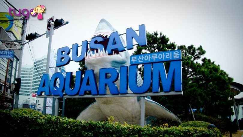 lac-loi-giua-dai-duong-tai-vien-hai-duong-busan-aquarium