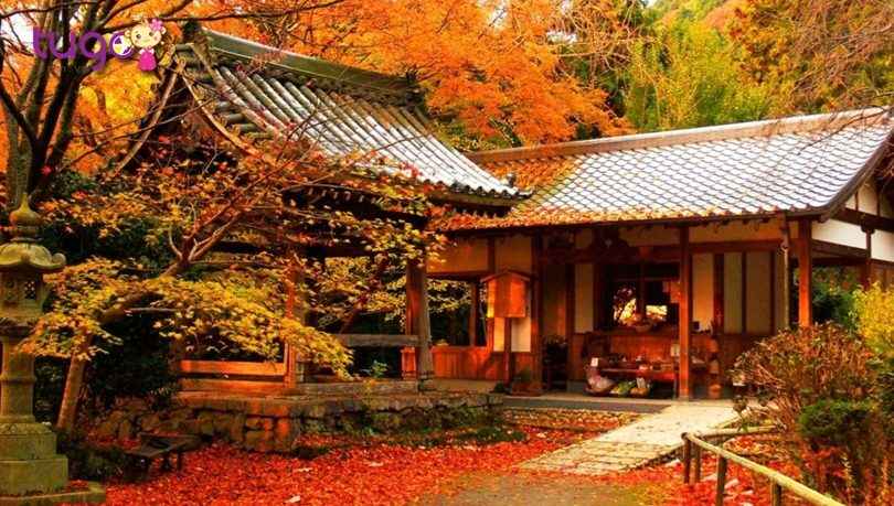 Du lịch Nhật Bản, bạn sẽ được đắm mình trong văn hóa độc đáo, uống trà xanh, ăn sushi, tìm hiểu lịch sử và đặc biệt là chiêm ngưỡng cảnh hoa anh đào đẹp tuyệt vời.