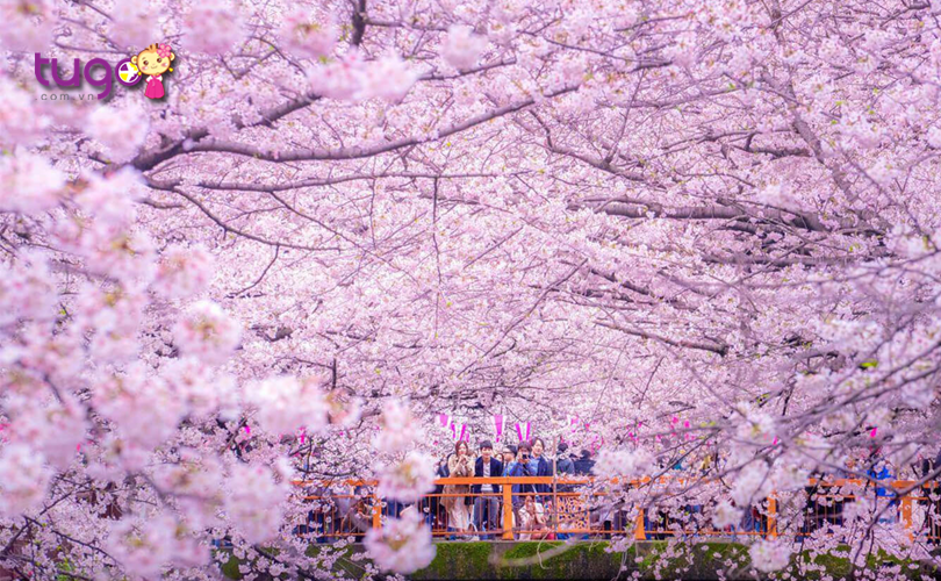 Bật mí 5 địa điểm ngắm hoa anh đào vắng người ở Tokyo Nhật Bản ...