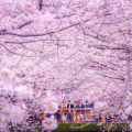 Mùa xuân ở Nhật Bản tràn ngập sắc hoa anh đào rực rỡ
