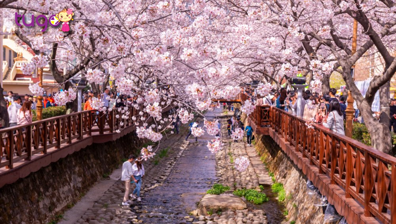 Du lịch Hàn Quốc vào mùa xuân, bạn sẽ được trải nghiệm sự tươi mới khắp nơi. Từ những khu vườn hoa tuyệt đẹp, đến những con phố văn hóa đầy sức sống, Hàn Quốc đầy tràn hứng khởi, chào đón bạn đến tham quan và khám phá.