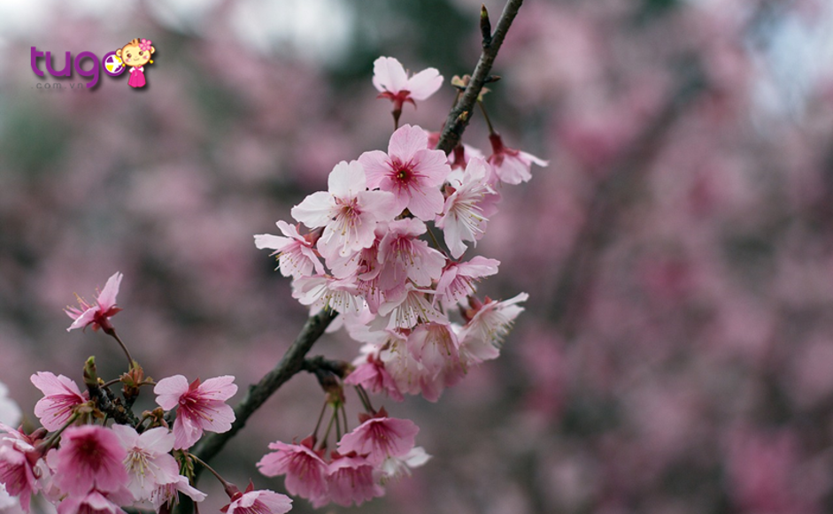 Thời điểm ngắm hoa đẹp nhất ở Wulai sẽ rơi vào khoảng độ tháng 3 ...