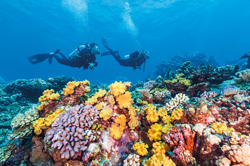 Porites là rạn san hô lâu đời nhất với 1.000 năm tuổi ở Great Barrier tugo.com.vn. Ảnh: Qantas.