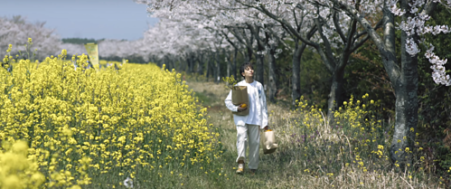 Jeju còn là thiên đường hoa với vô số loài hoa mang màu sắc rực rỡ. Những vườn hoa ở đảo Jeju chắc chắn sẽ làm khung hình bạn thêm thơ mộng. Gil Lê đang đắm say hạnh phúc trên cánh đồng hoa cải vàng rực. Ảnh chụp màn hình.