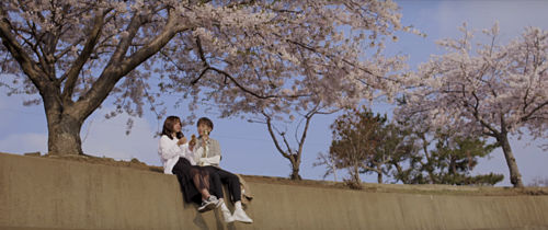 Jeju cũng là một trong những điểm đến ngắm hoa anh đào nổi tiếng tại Hàn Quốc. Nơi đây luôn xuất hiện thật bình yên và trong trẻo trên mọi khung hình, có lẽ đó là lý do mà Jeju được nhiều ca sĩ Việt lựa chọn để quay MV. Ảnh chụp màn hình.