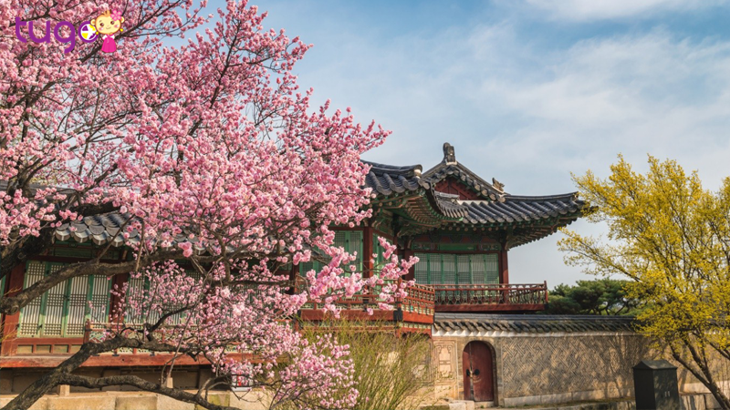 Du lịch Hàn Quốc ngắm hoa anh đào