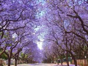 Hoa Jacaranda mát rợp cả con đường, chỉ cần có chút gió lay động, khung cảnh thần tiên có hàng ngàn cánh hoa bay sẽ xuất hiện trước mắt bạn