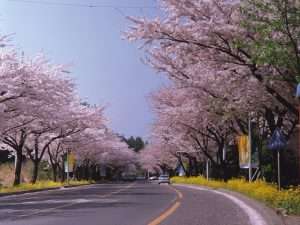 Hội hoa anh đào Jeju